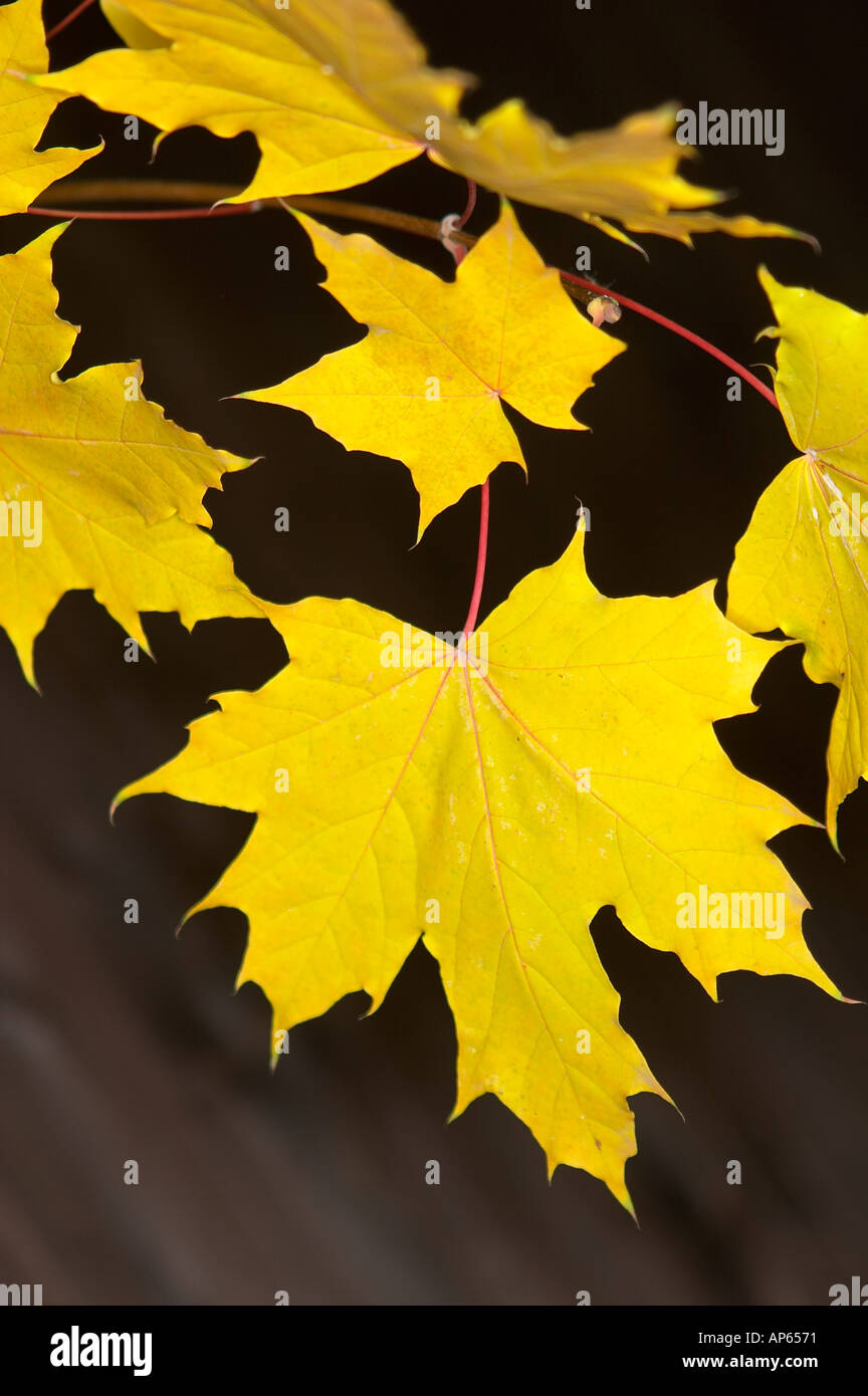 Herbstlaub gelbe Ahornblaetter autumn foliage maple leafs Stock Photo
