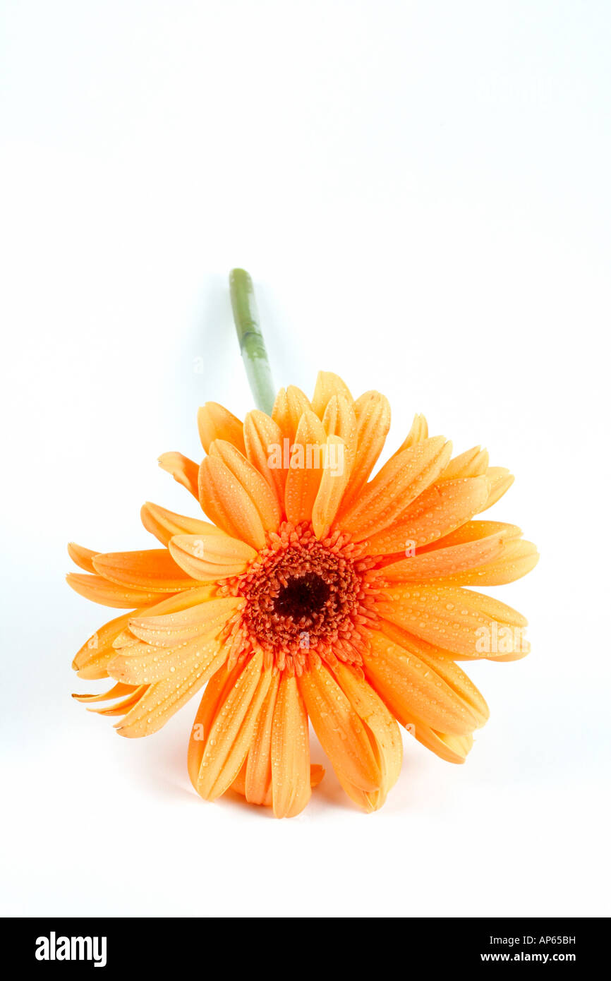 Daisy isolated on white background Stock Photo - Alamy