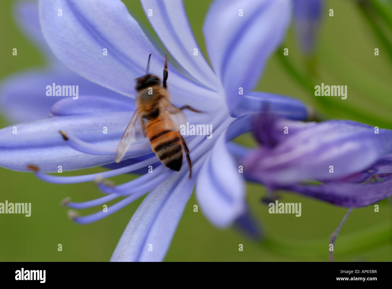 close-up of agapanthus blue flower and bee pollinizing Stock Photo