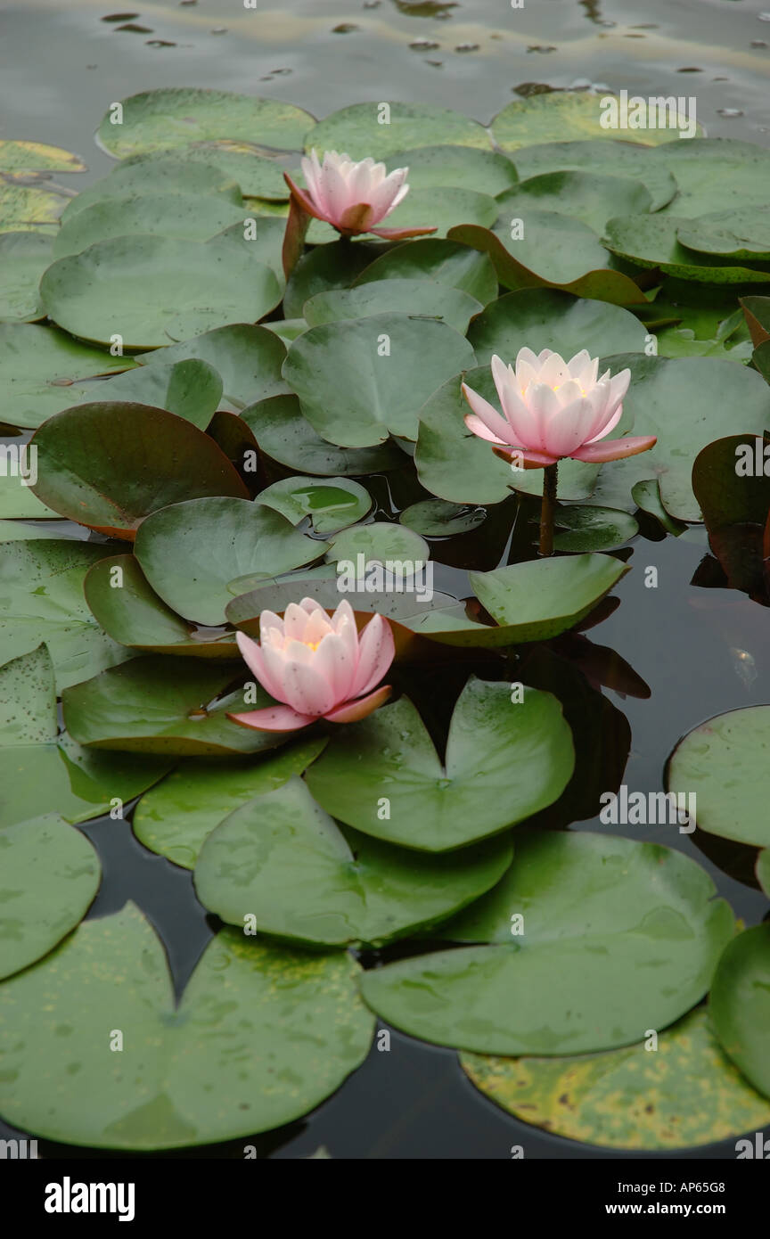 Saratoga Springs Ny Usa Lily Pads In Fountain At Yaddo Gardens Stock Photo Alamy Saratoga Springs Ny Usa Lily Pads In Fountain At Yaddo Gardens Stock Photo Alamy