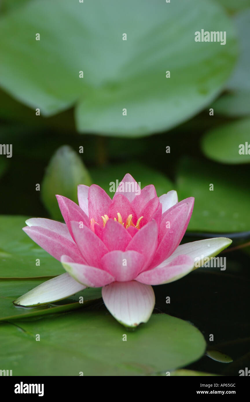 Saratoga Springs, NY, USA, lily pads in fountain at Yaddo Gardens Stock Photo Alamy