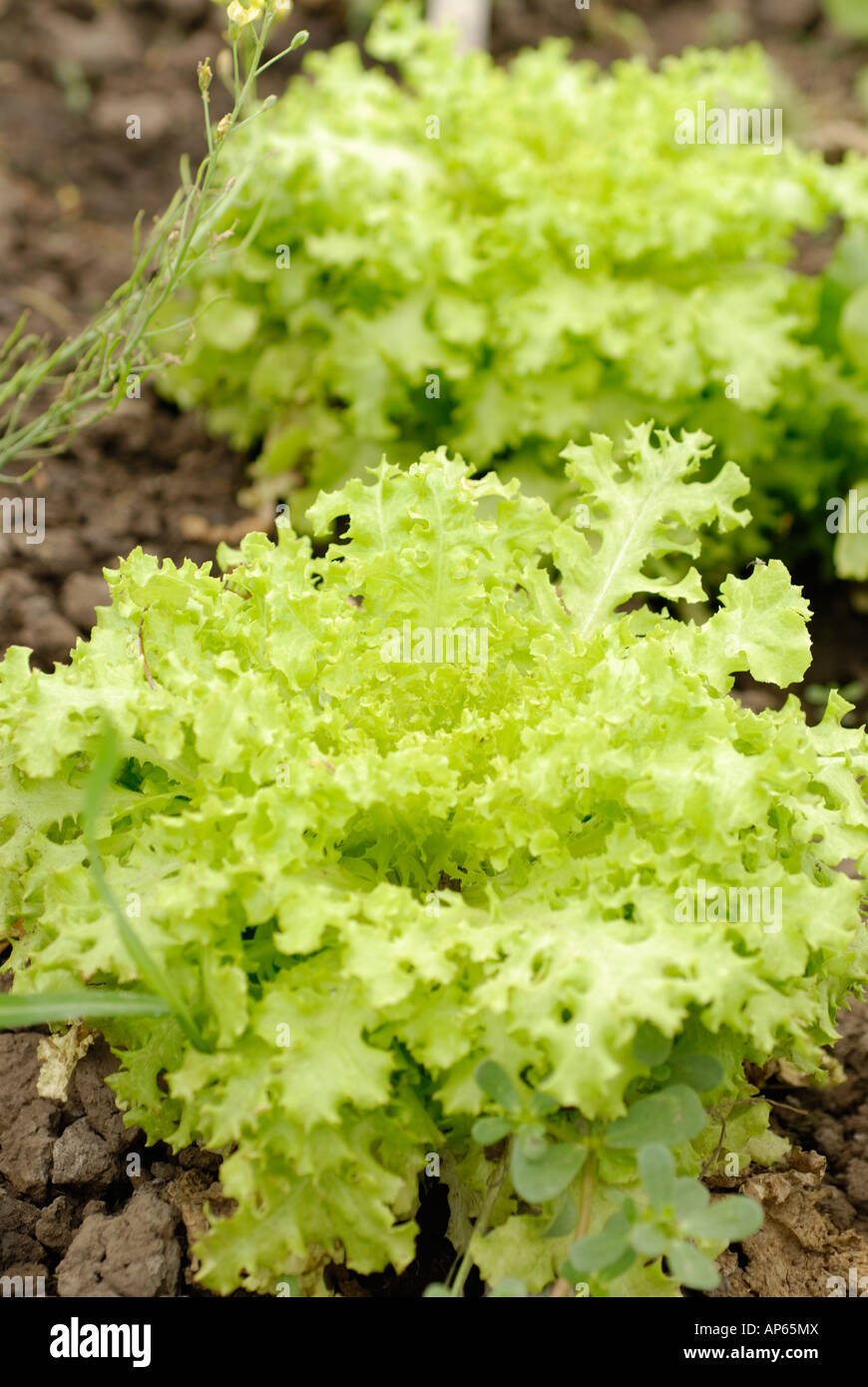 organic green oak lettuce plants Stock Photo Alamy