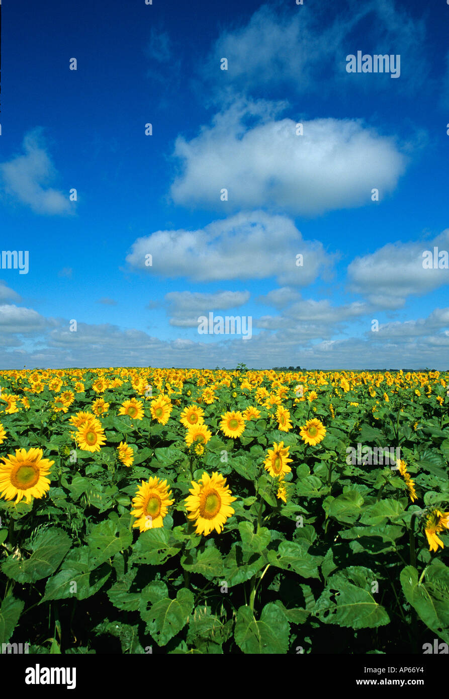 Sunflower Field near Fort Ransom North Dakota Stock Photo Alamy