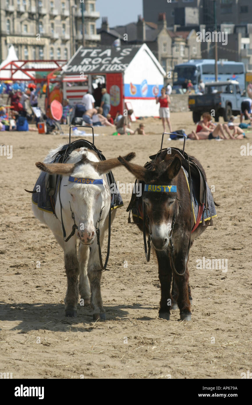 Donkeys on the beach at Weston super Mare Stock Photo