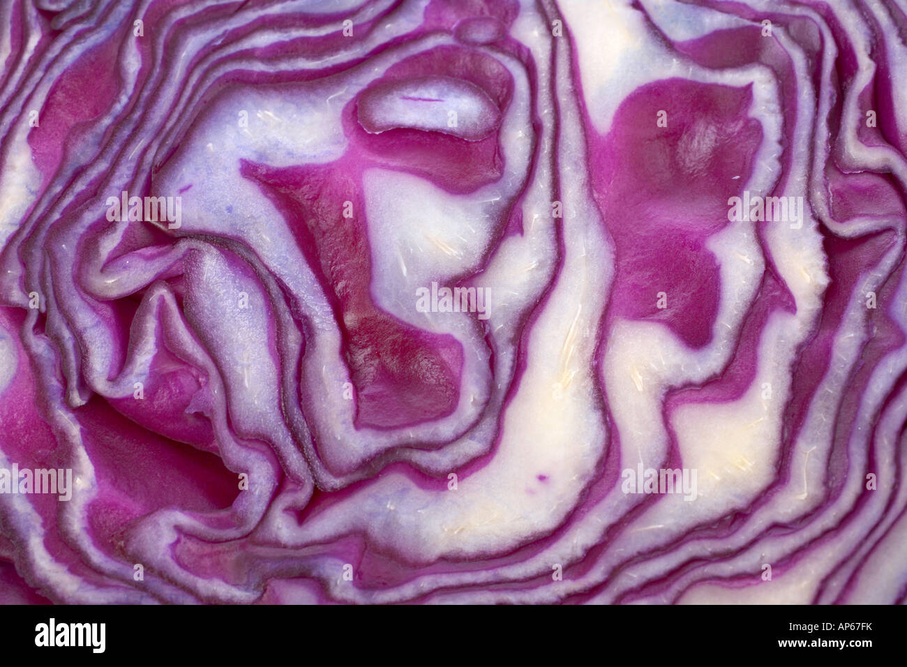 A red cabbage texture for background use Stock Photo Alamy