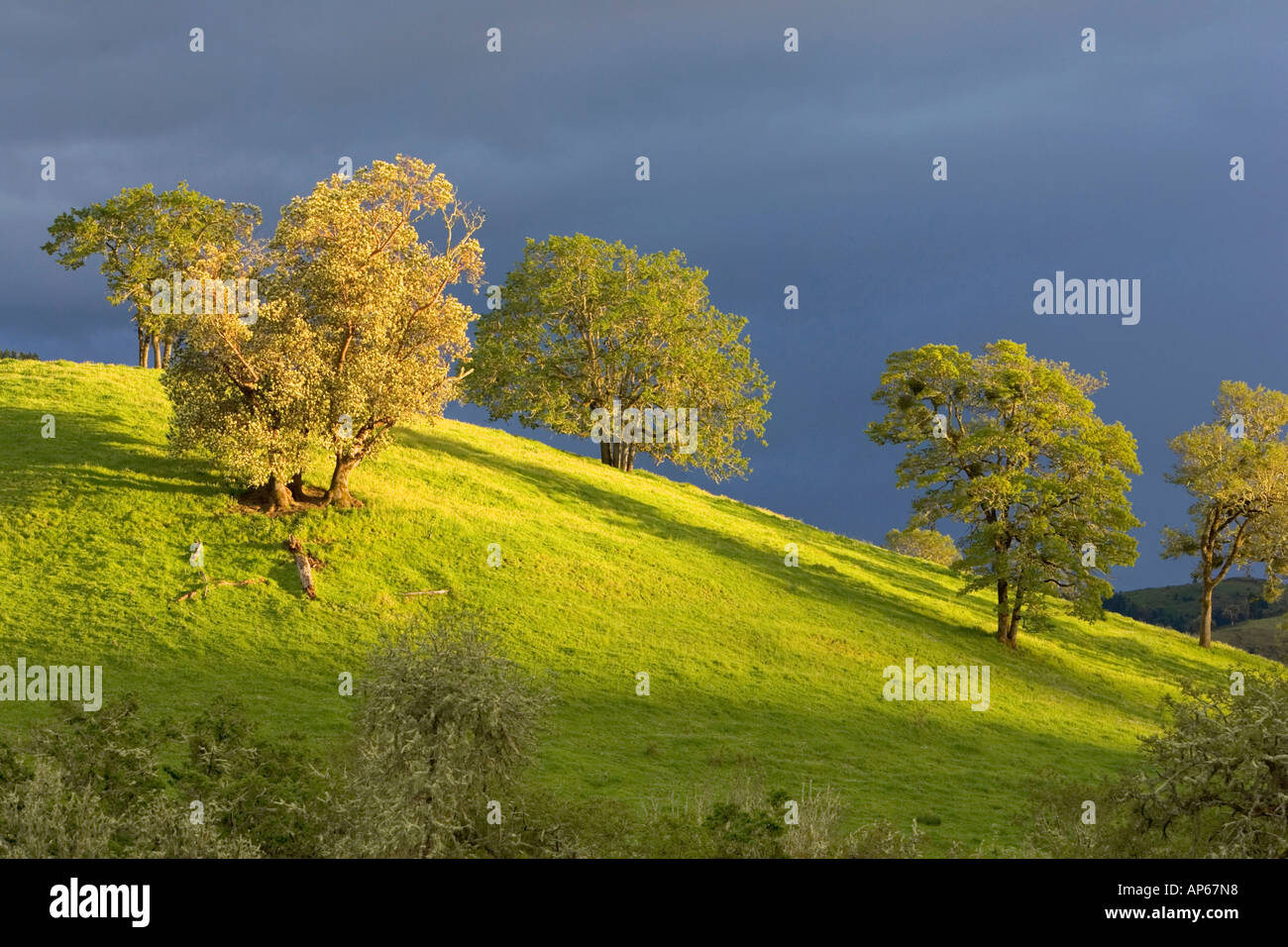Oak Trees on Hillside near Roseburg Oregon Stock Photo Alamy