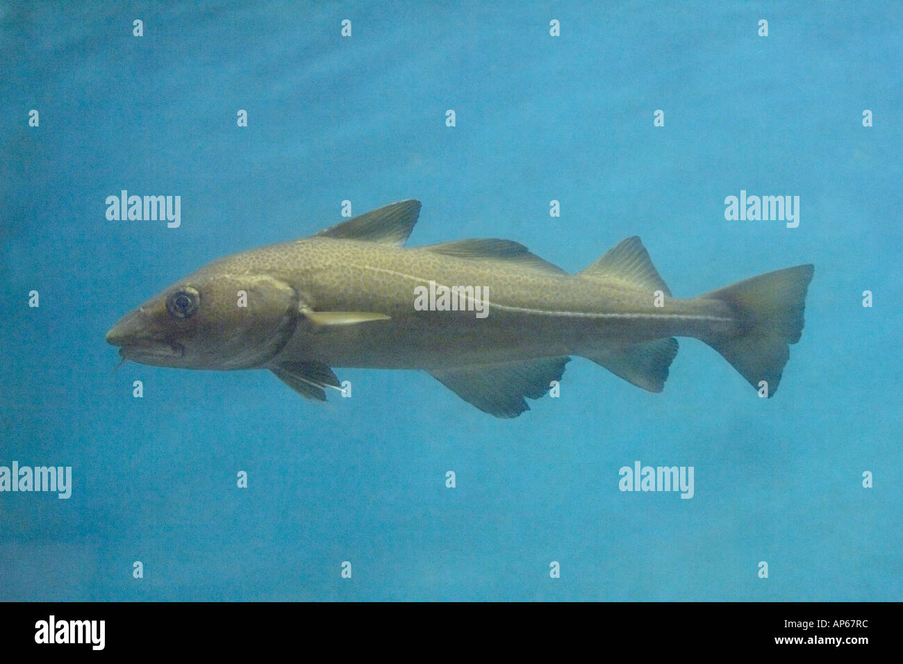 Atlantic cod Gadus morhua fish swimming Marine aquarium subject Iceland Stock Photo