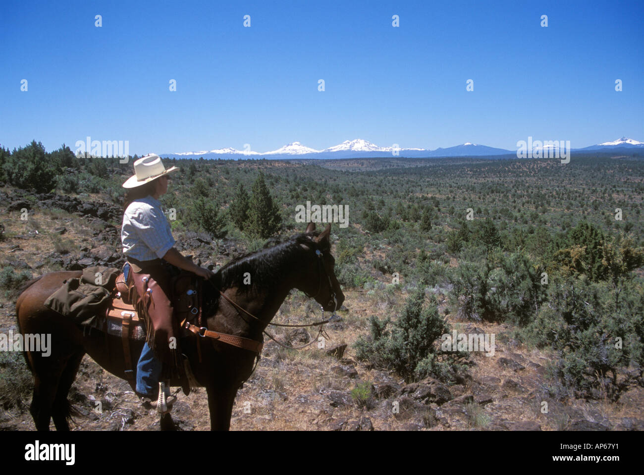 Cowgirl herding cattle hi-res stock photography and images - Alamy
