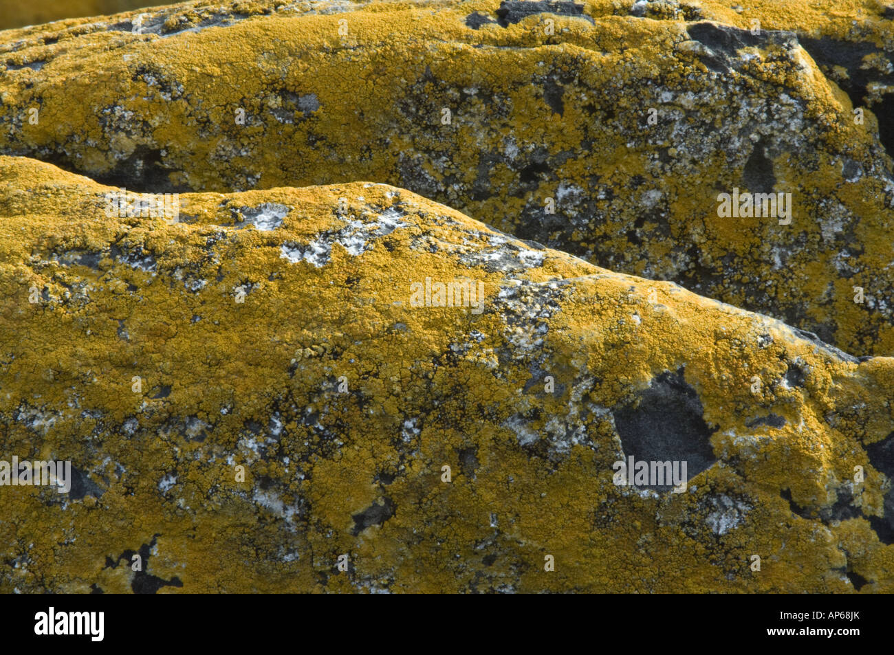 Lichen Caloplaca sp possibly C sublobulata encrusts coastal rocks of Carcass Island West Falkland South Atlantic Ocean December Stock Photo