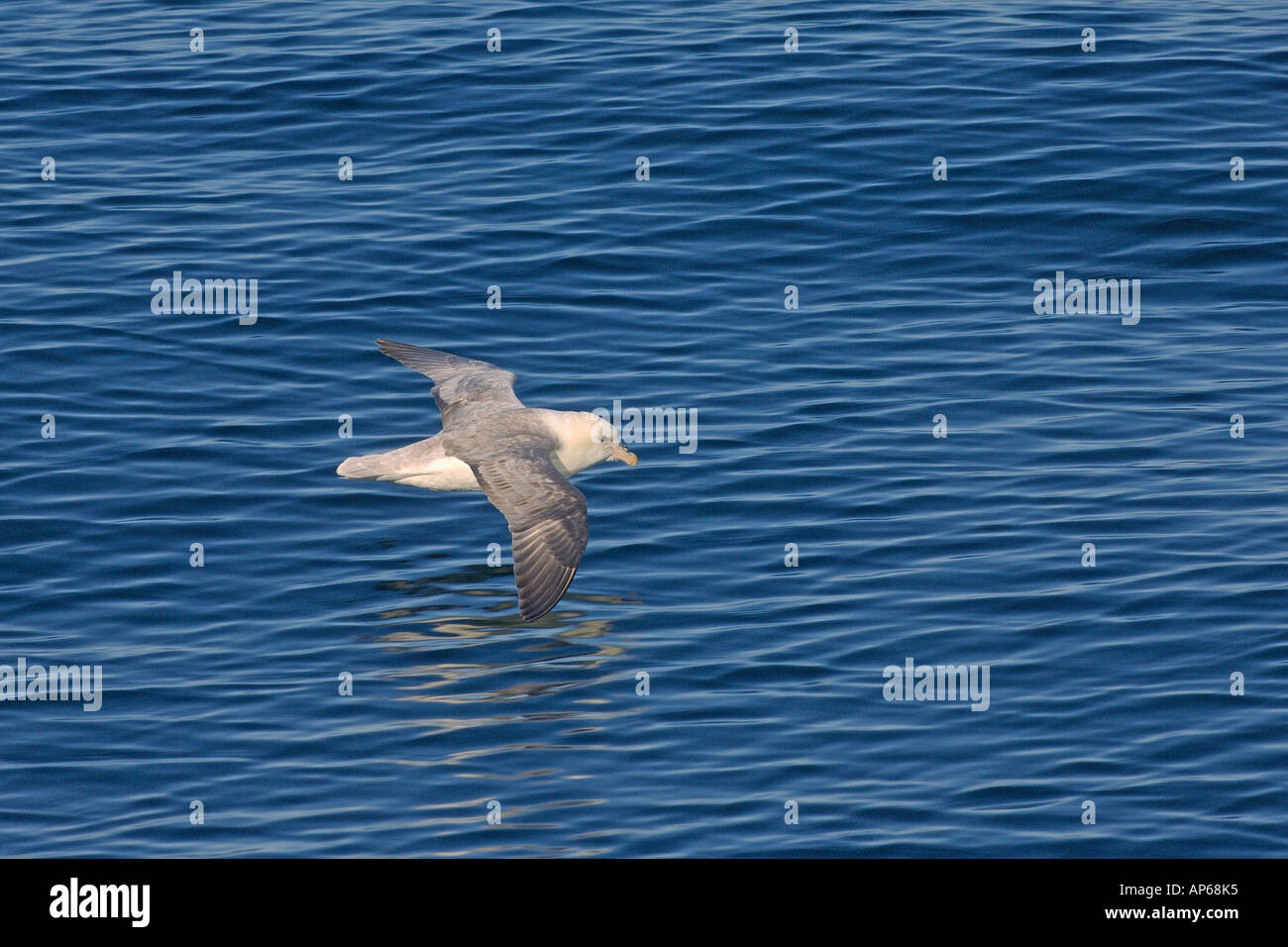 Northern fulmar Fulmarus glacialis adult in flight at sea Iceland July Stock Photo