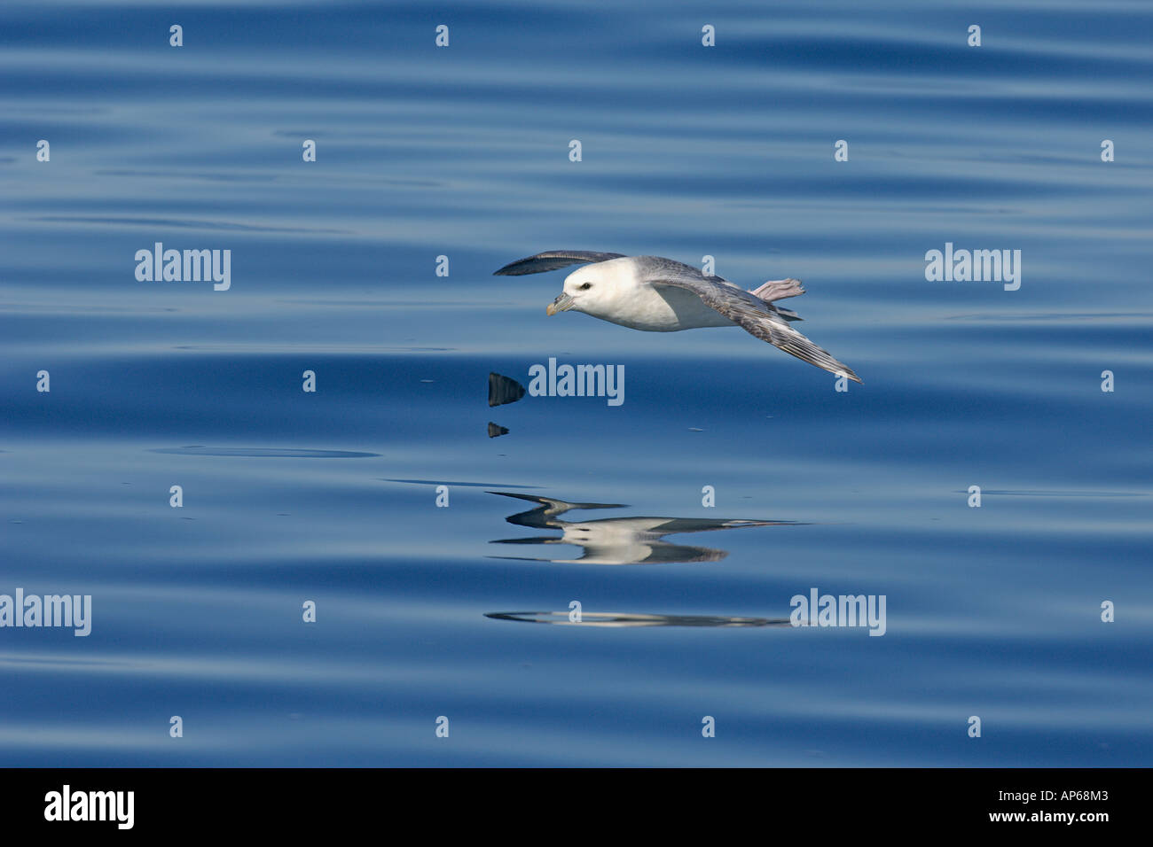 Northern fulmar Fulmarus glacialis adult in flight at sea with feet projecting above tail Iceland July Stock Photo