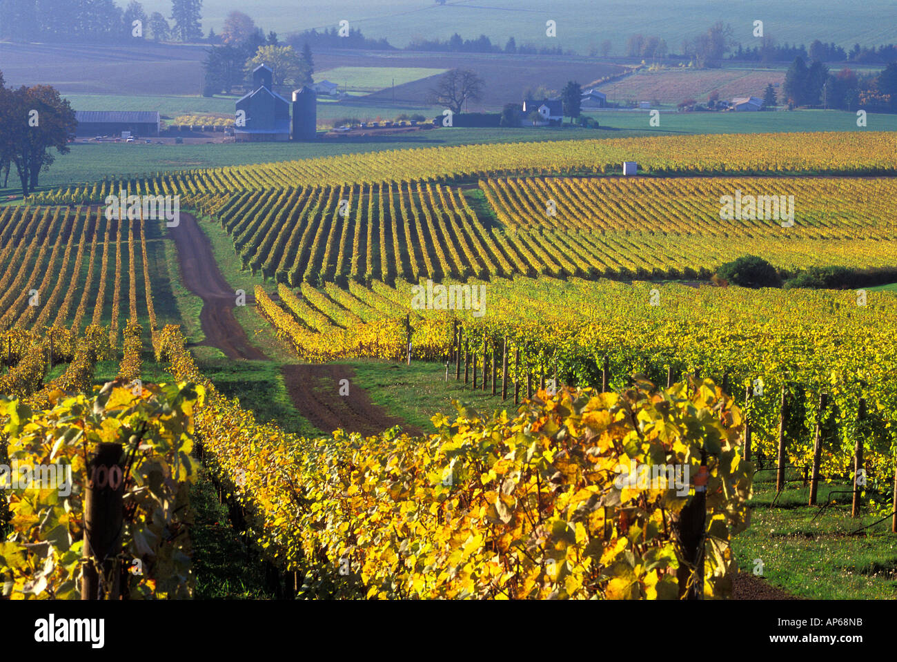 The early Fall morning over Stoller vineyard in a Willamette Valley near Dundee, Oregon in Yamhill County. Stock Photo