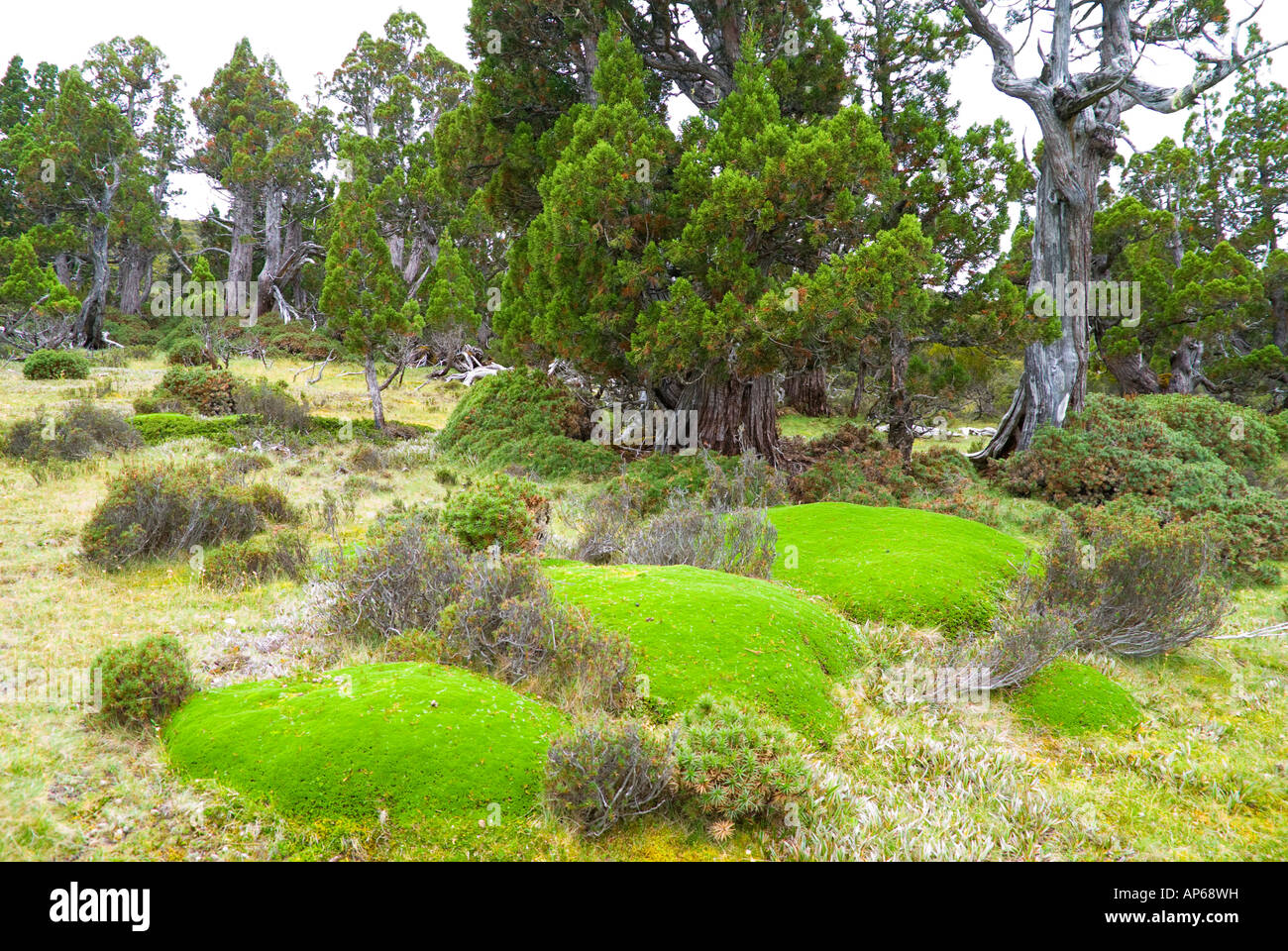 Belongil Cushion in Forest