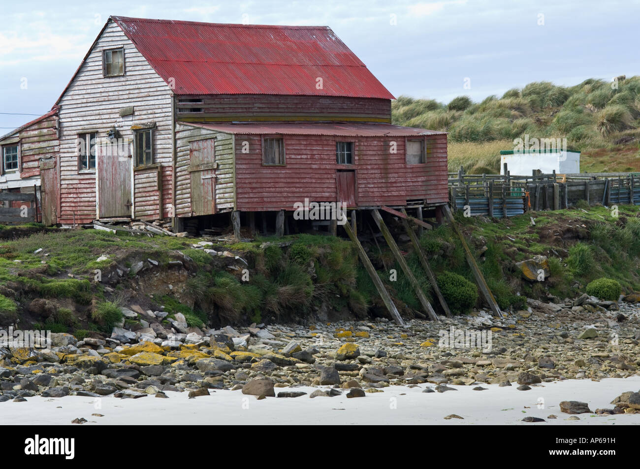 Outbuildings with Tussac Grass Poa flabellata on the background shore of West Point Island Falklands South Atlantic Ocean Decemb Stock Photo