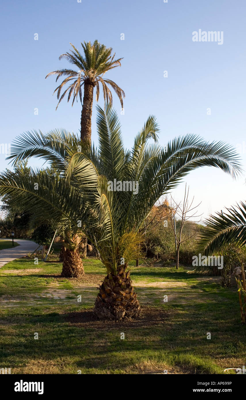 Garden of palm trees hi-res stock photography and images - Alamy