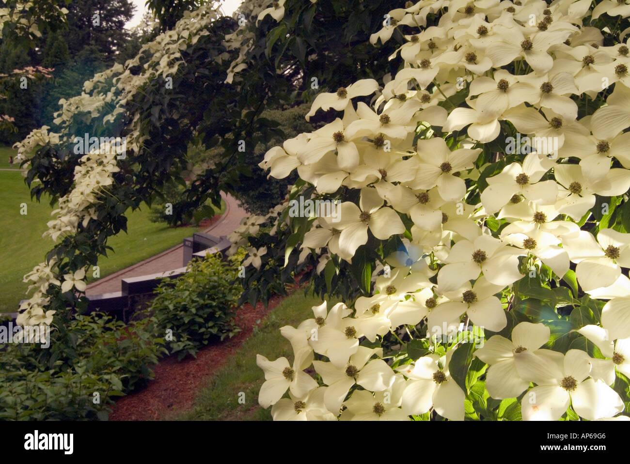 USA, Oregon, Portland, Dogwood trees bloom at Oregon's Vietnam Memorial