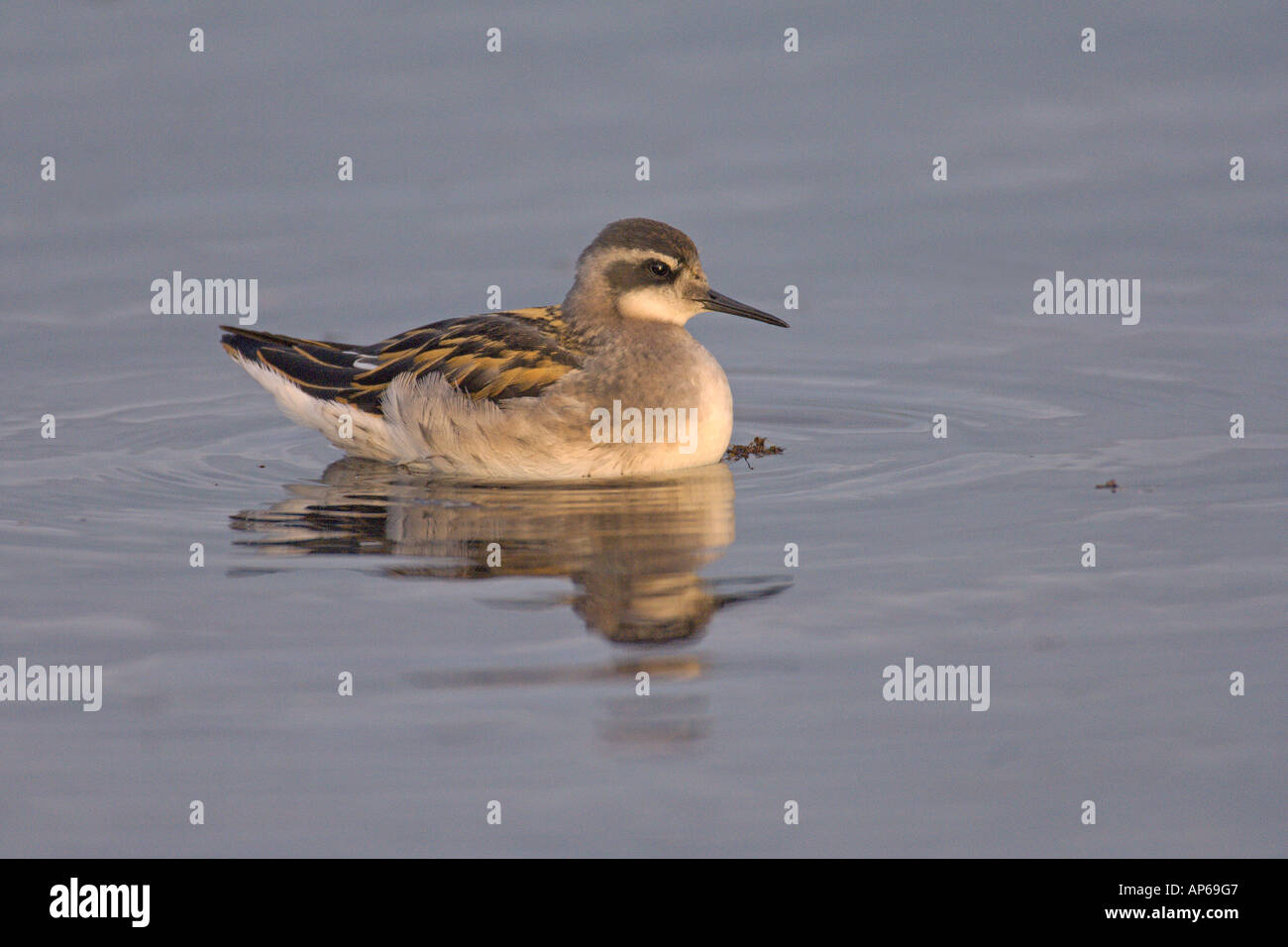 Red necked phalarope Phalaropus lobatus juvenile swimming on calm sea North Iceland July Stock Photo