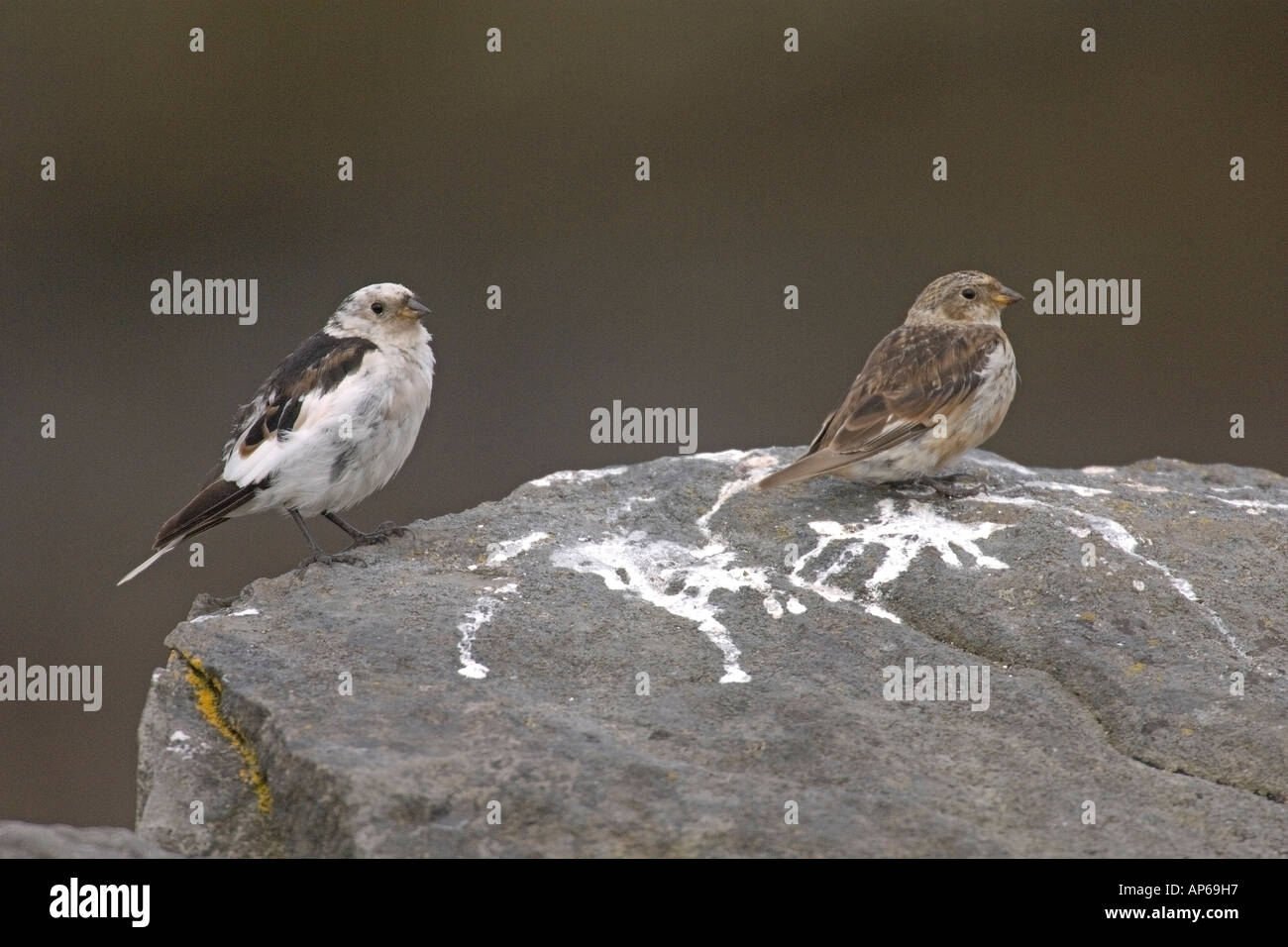 Snow bunting Plectrophenax nivalis adult pair in summer plumage Iceland July Stock Photo