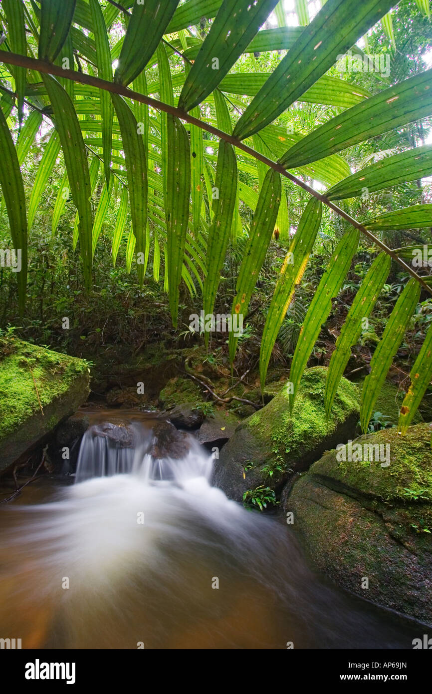 Rainforest stream in montane forest Mount Kinabalu Sabah Malaysia Stock Photo