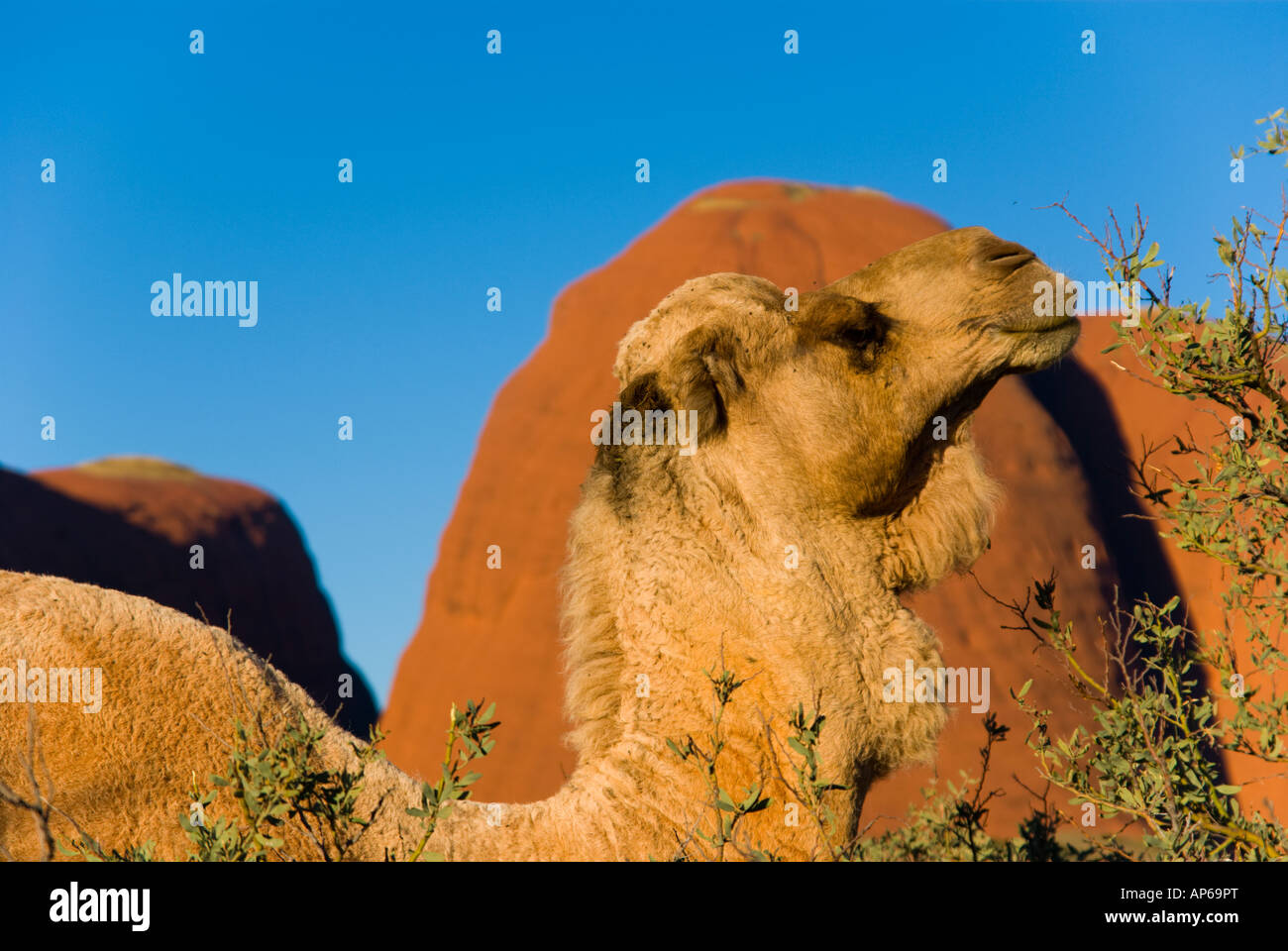 Camel in front of Kata Tjuta in outback Australia Stock Photo