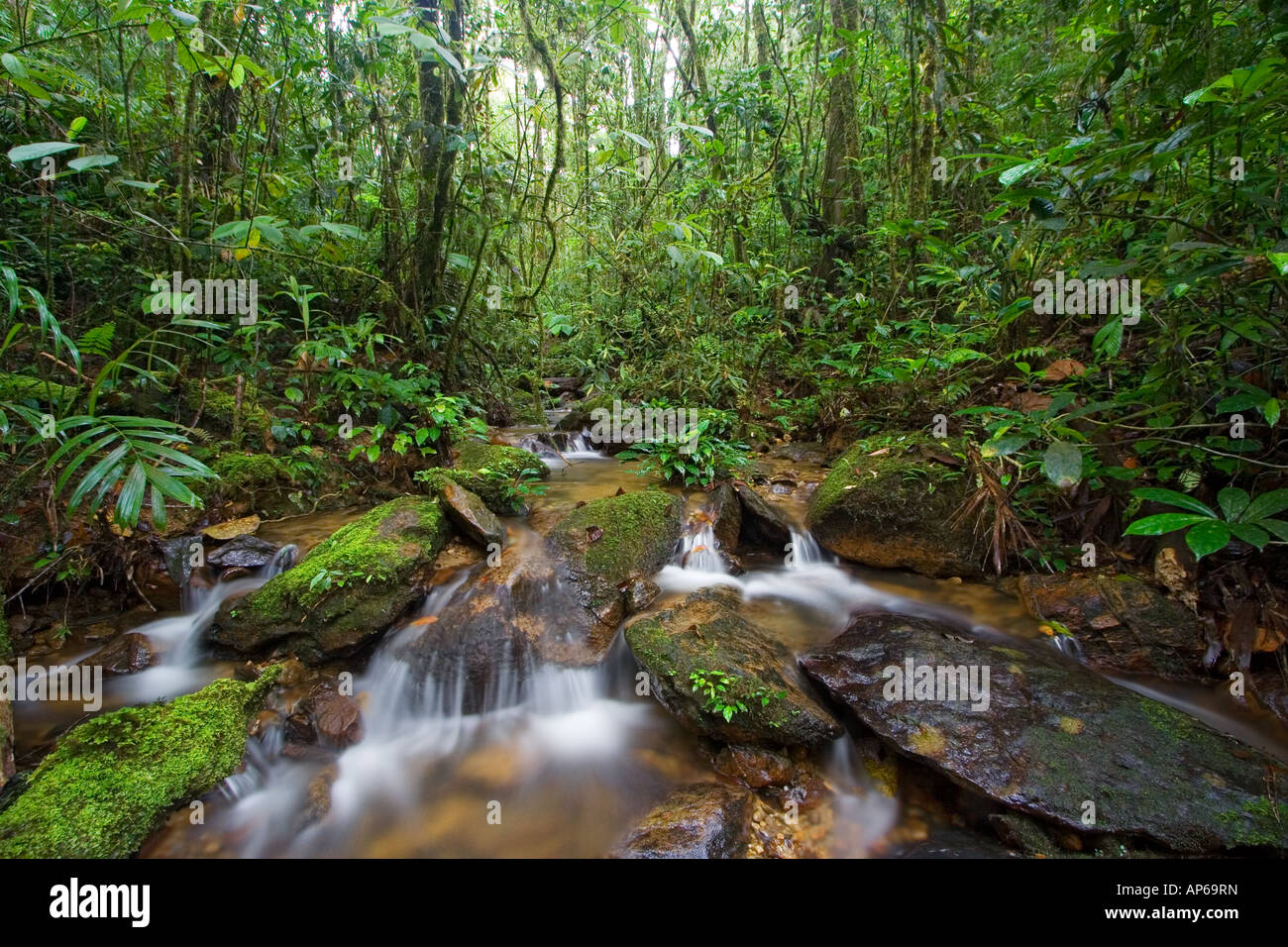 Rainforest stream in montane forest Mount Kinabalu Sabah Malaysia Stock Photo