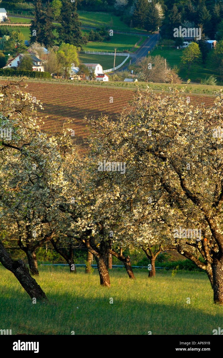 Spring orchard on Quarry Road, vineyard on Old Parrett Mtn. Road behind, Willamette Valley, Oregon Stock Photo