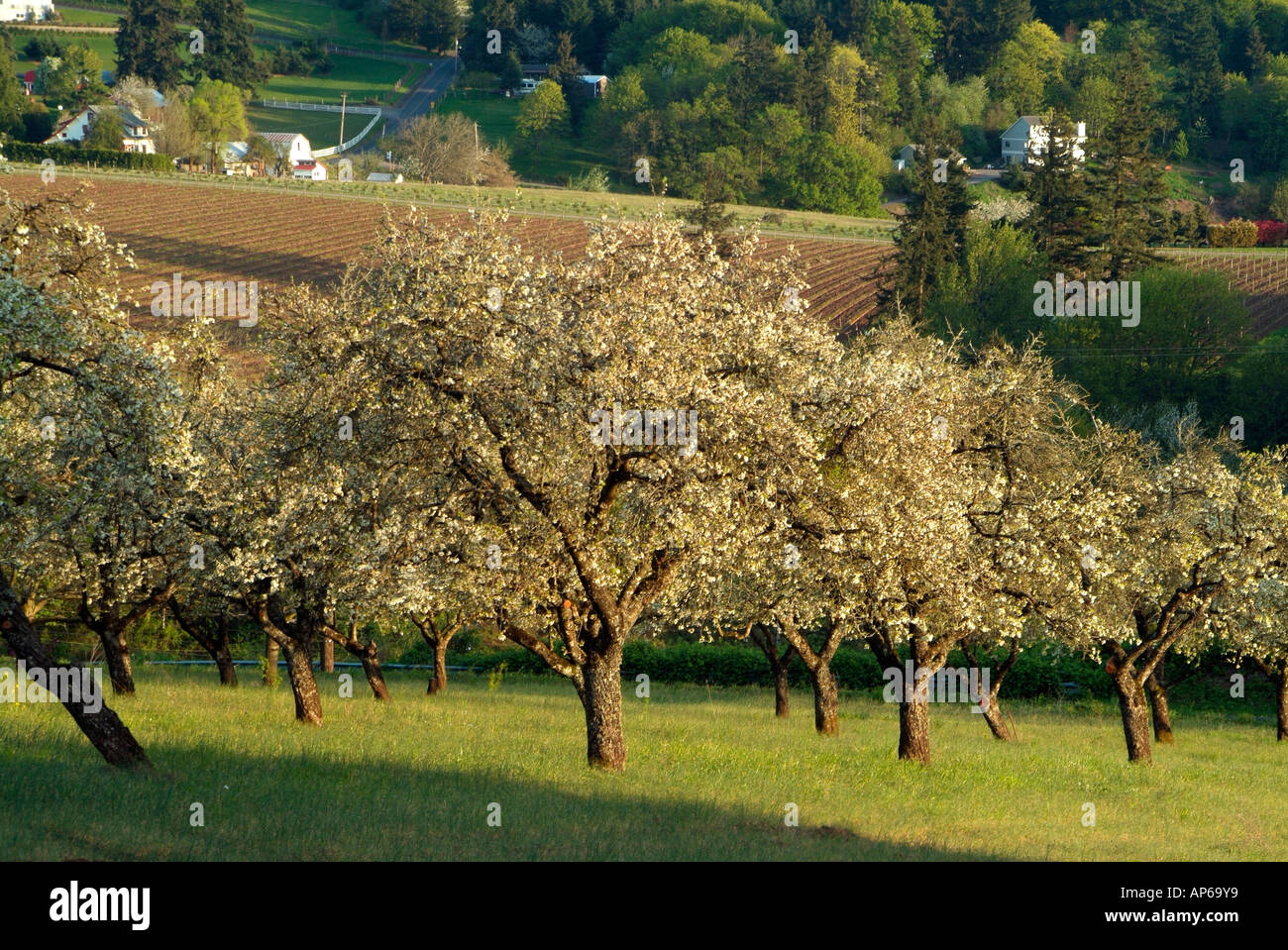 Orchard, and Old Parrett Mtn. Road snaking through vineyard landscape behind, Willamette Valley, Oregon Stock Photo