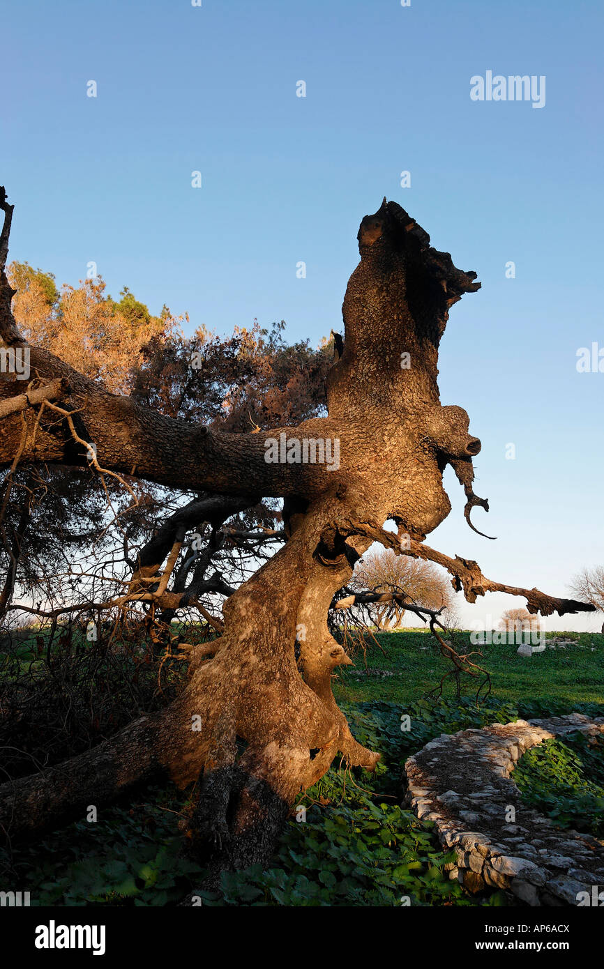 Pistachio tree in Tel Kadesh that was hit by a rocket during the war