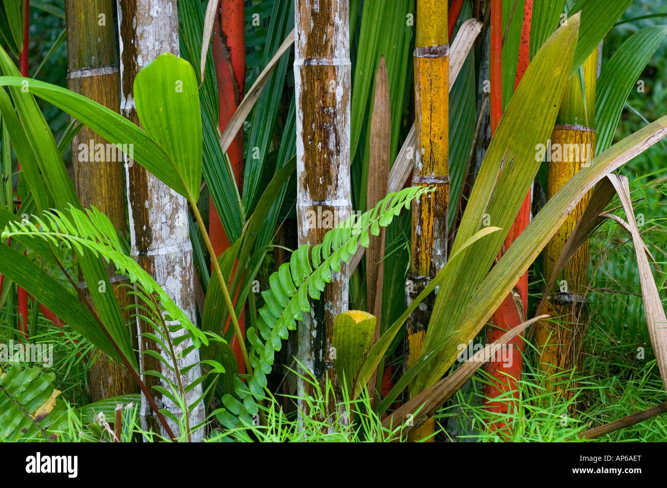 Red stems and green leaves of the Red Sealing Wax Palms Cyrtostachys renda Sabah Malaysia Stock Photo