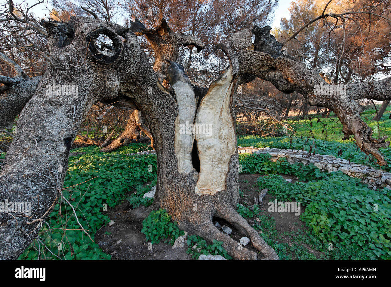 Pistachio tree hires stock photography and images Alamy