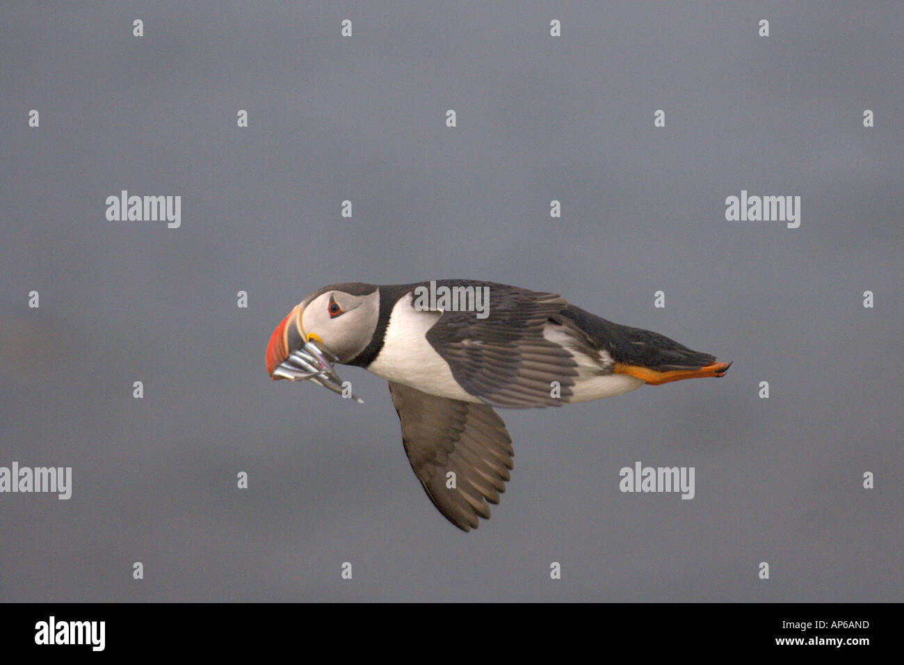 Atlantic puffin Fratercula arctica summer adult in flight with bill full of sandeels. Iceland. July. Stock Photo