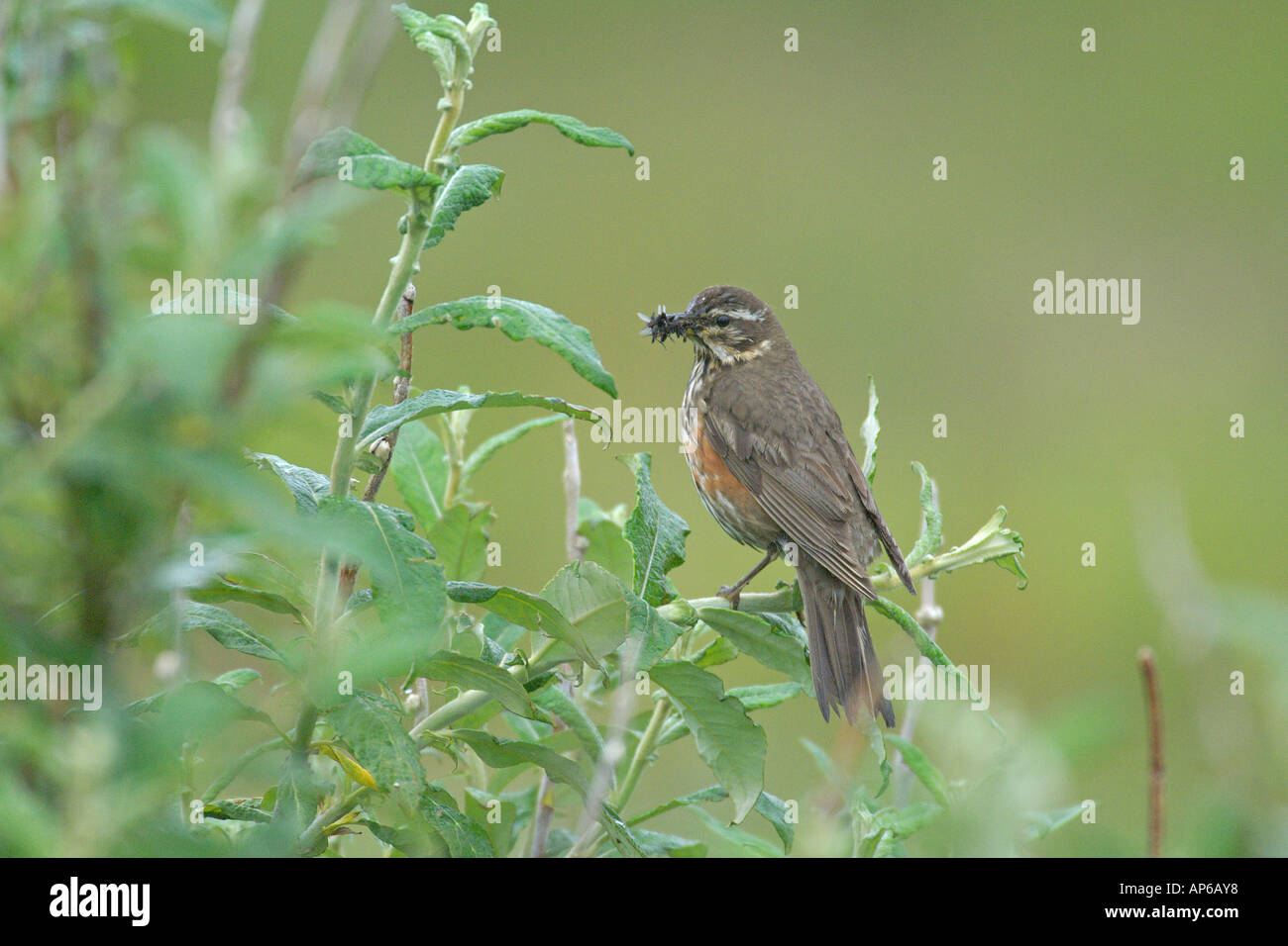 Redwing turdus iliacus hi-res stock photography and images - Alamy