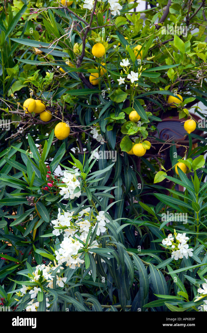 Lemons grow among flower bushes in the fishing town of Githeo Greece Stock Photo