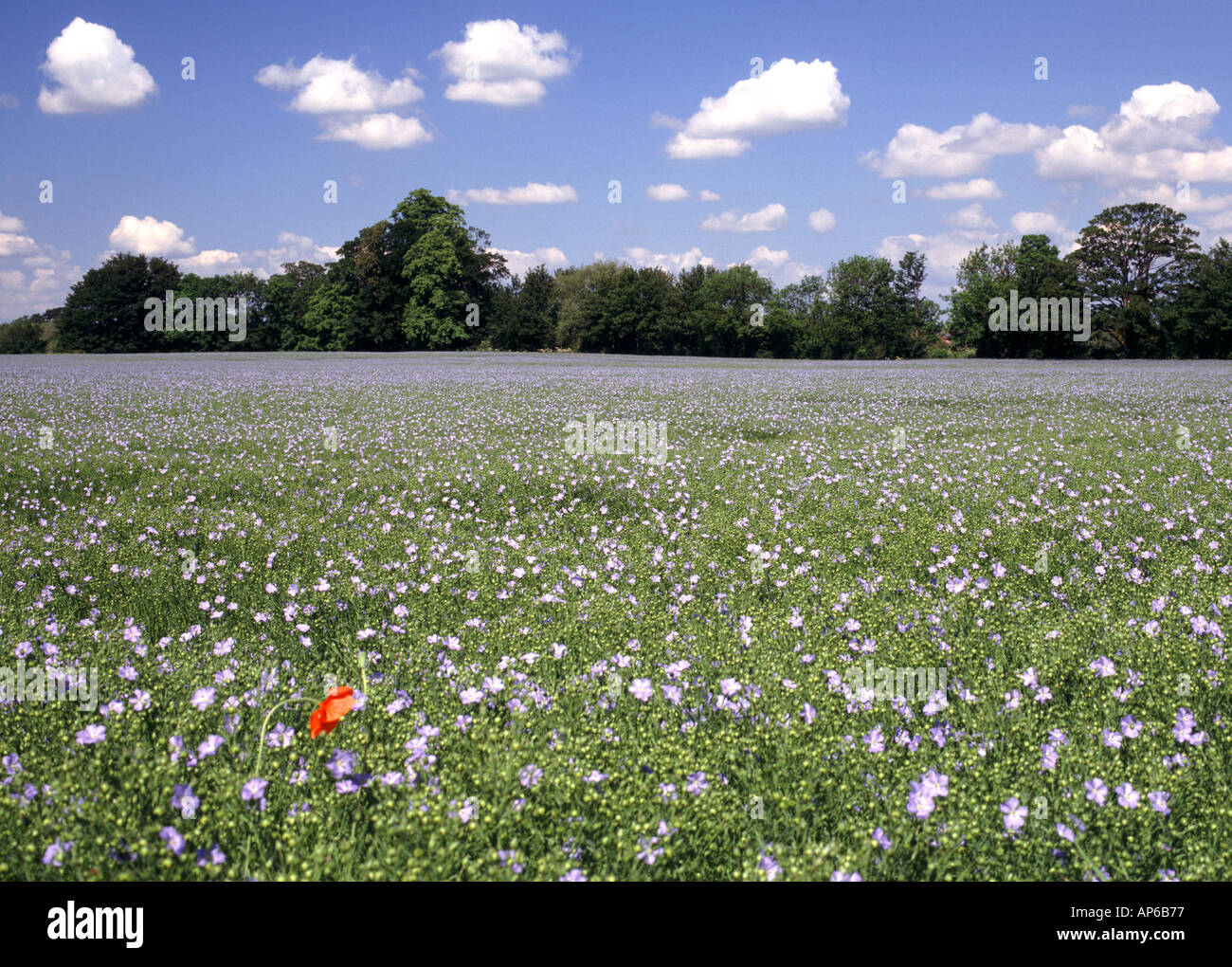 FLAX GROWING IN WORCESTERSHIRE ENGLAND UK Stock Photo Alamy