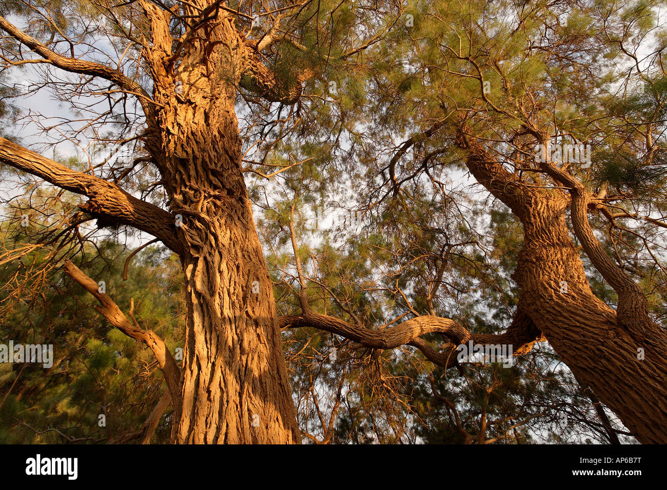 Israel the Negev desert Tamarisk trees Tamarix Aphylla in Wadi Besor