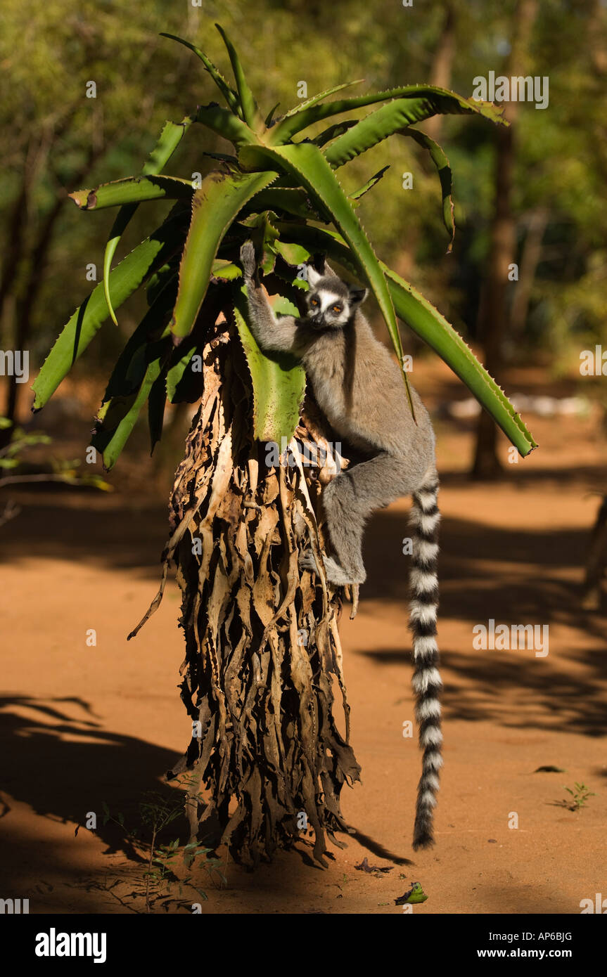 Ring-tailed lemur feeding from an aloe, Lemur catta, Berenty private reserve, Madagascar Stock Photo