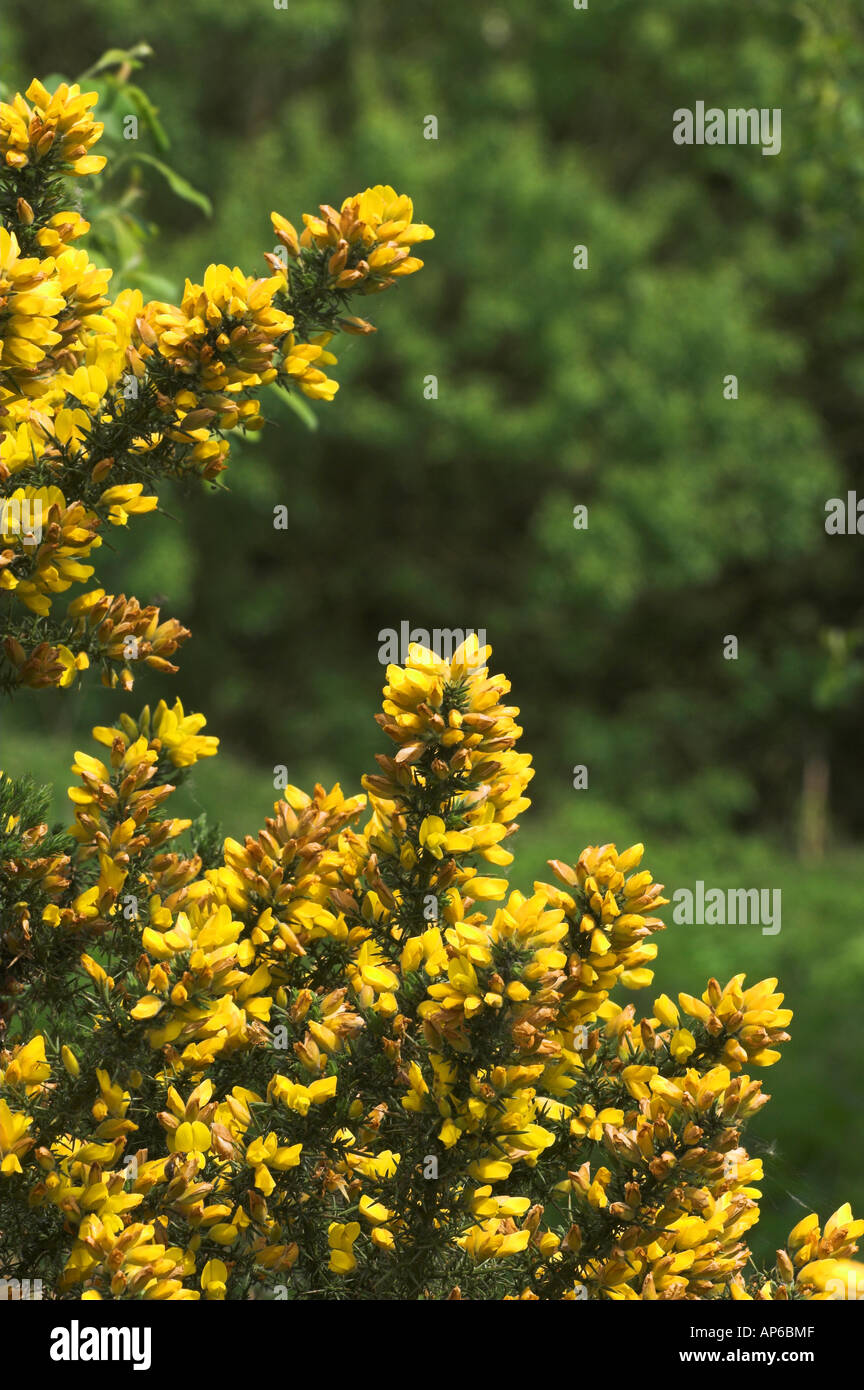 Gorse in bloom Stock Photo Alamy