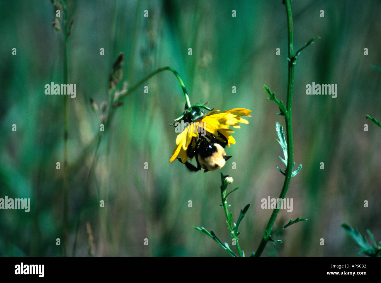 Bumblebee on Small Woodland Sunflower Stock Photo