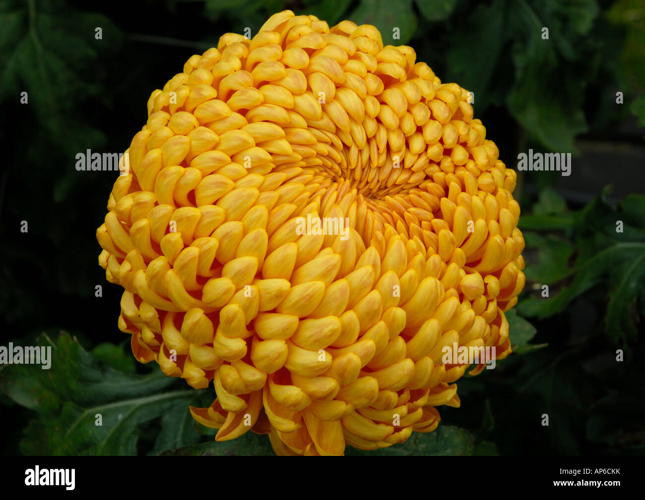 Chrysanthemum Bronze Max Riley Stock Photo