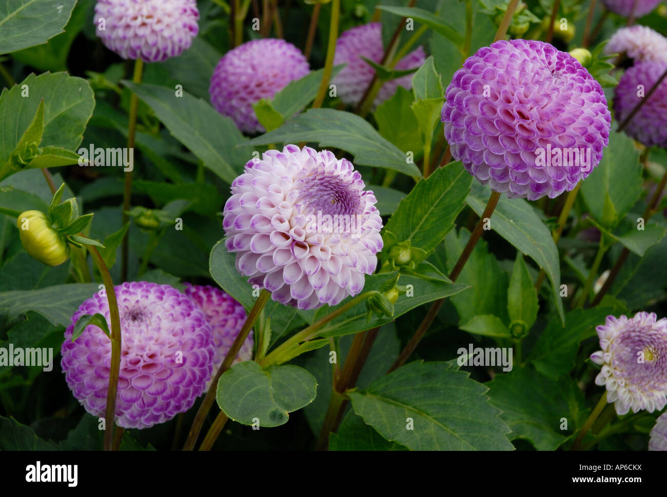 Dahlia Rhonda Suzanne Stock Photo - Alamy