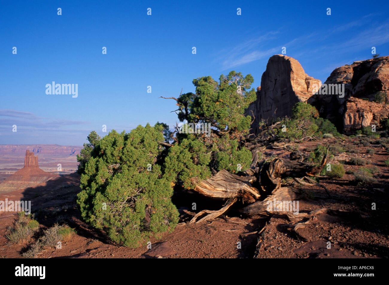 Canyonlands, UT Rocky Mountain Juniper, juniperus scopulorum. Green River Overlook. Stock Photo