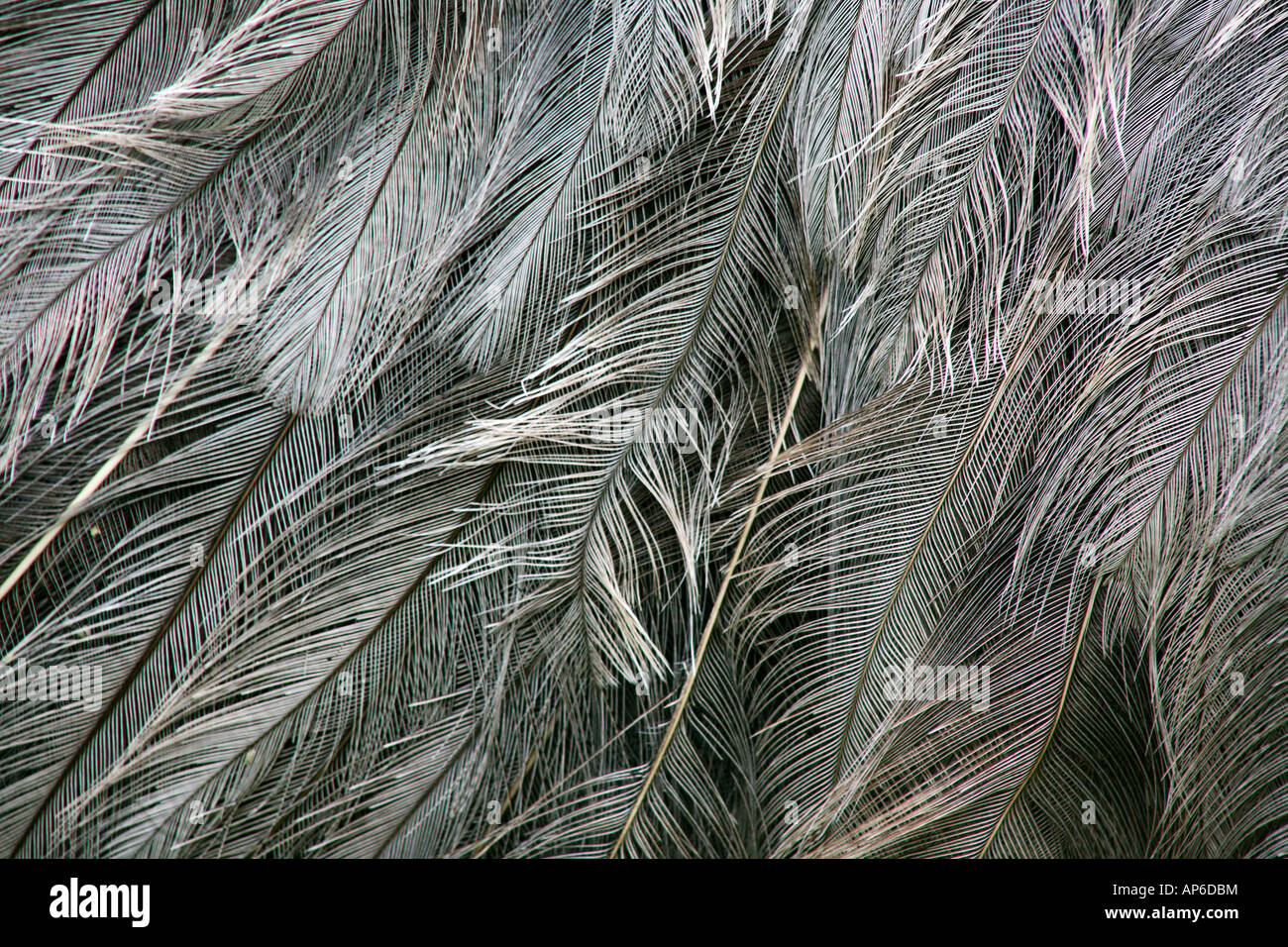 Emu Feathers Cricket St Thomas UK Stock Photo Alamy
