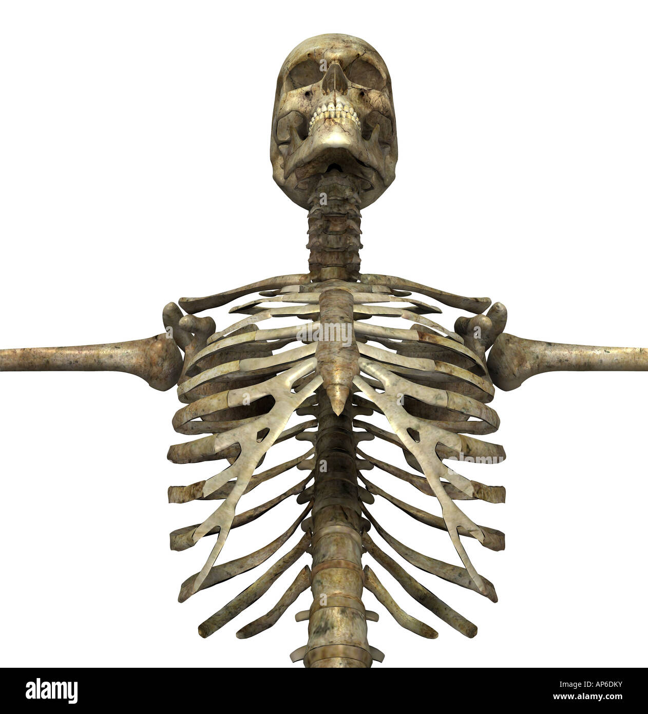 skeleton Stock Photo