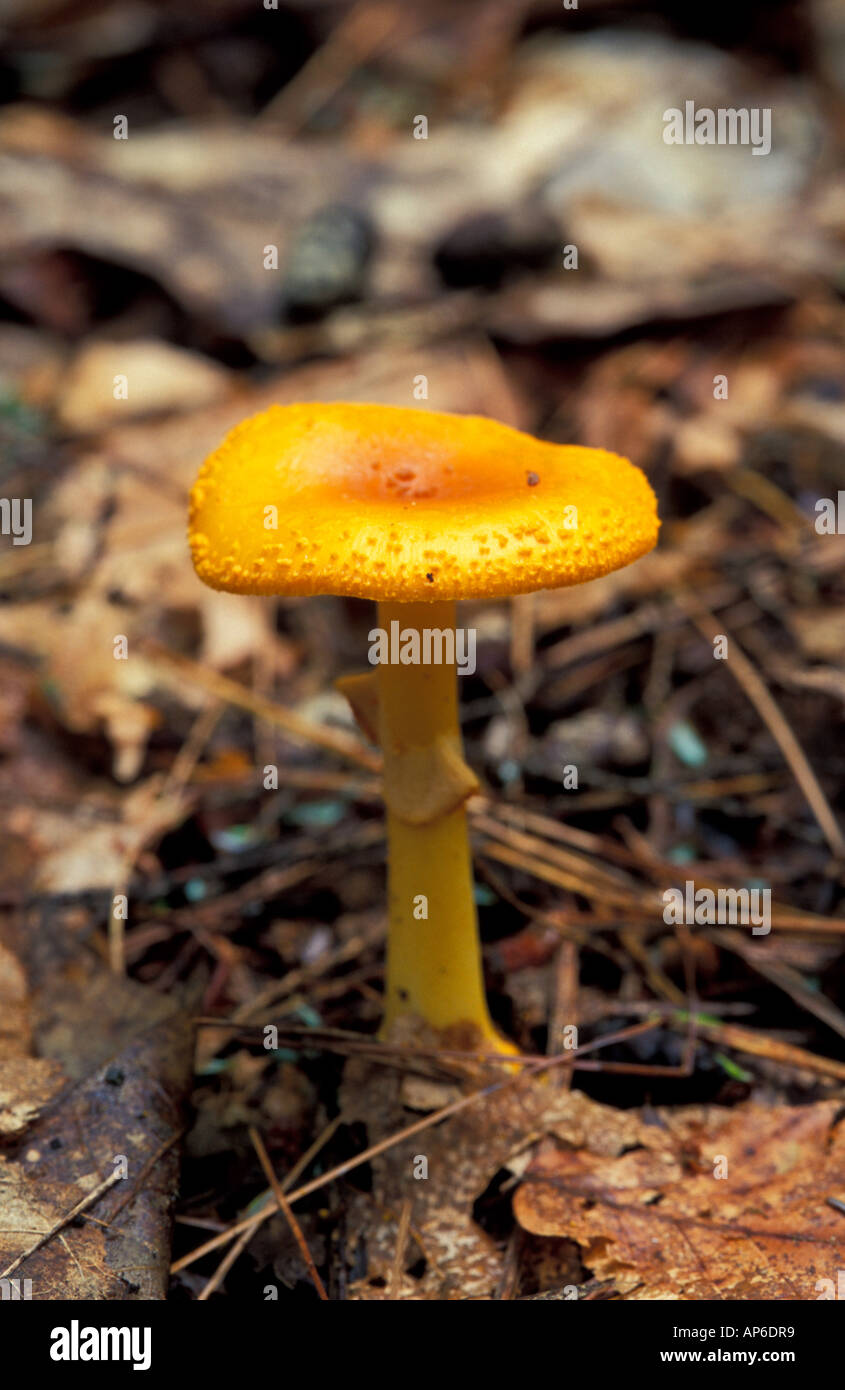 Pownal, VT A mushroom growing in the understory of a softwood forest