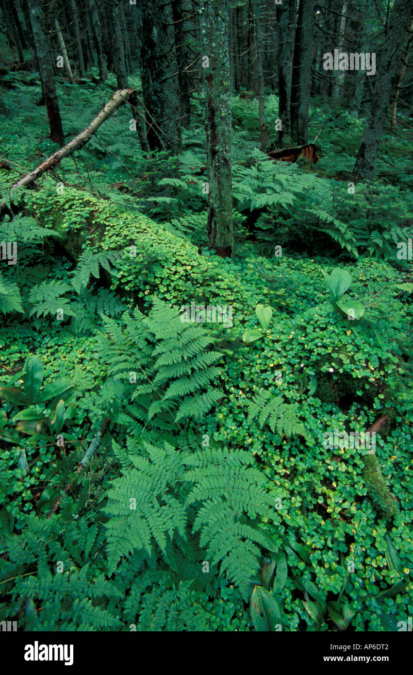 Stratton, VT. Appalachian Trail/Long Trail near Stratton Pond. Forest