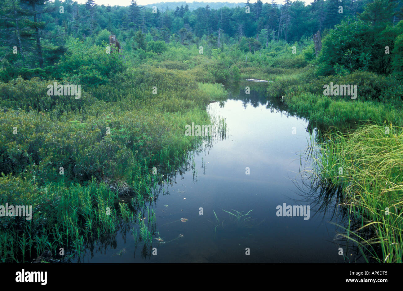 Stratton, VT. Bog on the shore of Stratton Pond. Appalachian Trail/Long