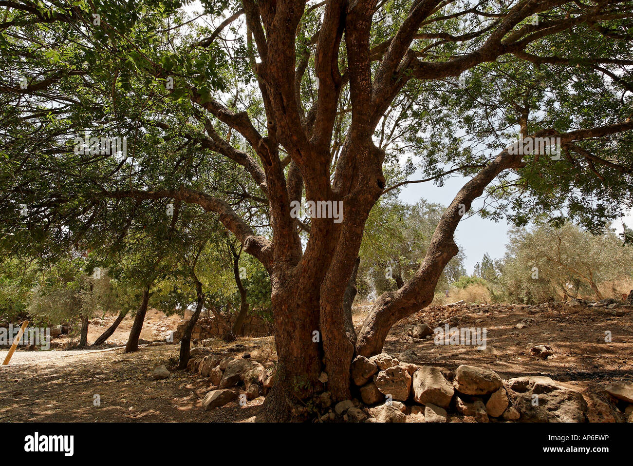 Israel Terebinth tree Pistacia Palaestina in Ein Kobi Stock Photo Alamy