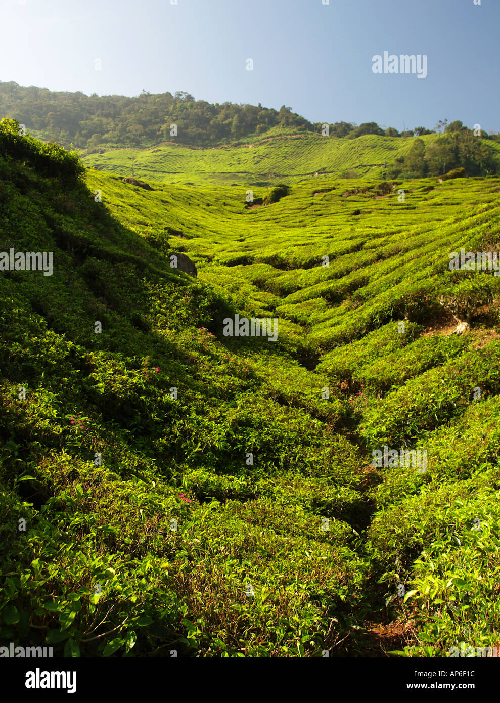 Cameron Highlands Malaysia Stock Photo - Alamy