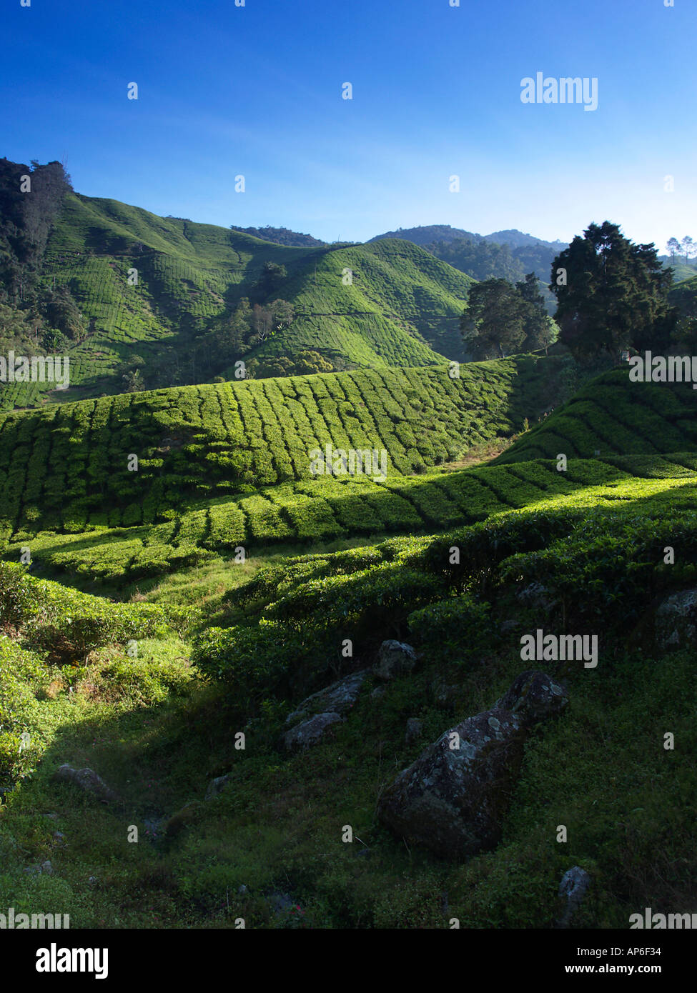Cameron Highlands Malaysia Stock Photo - Alamy