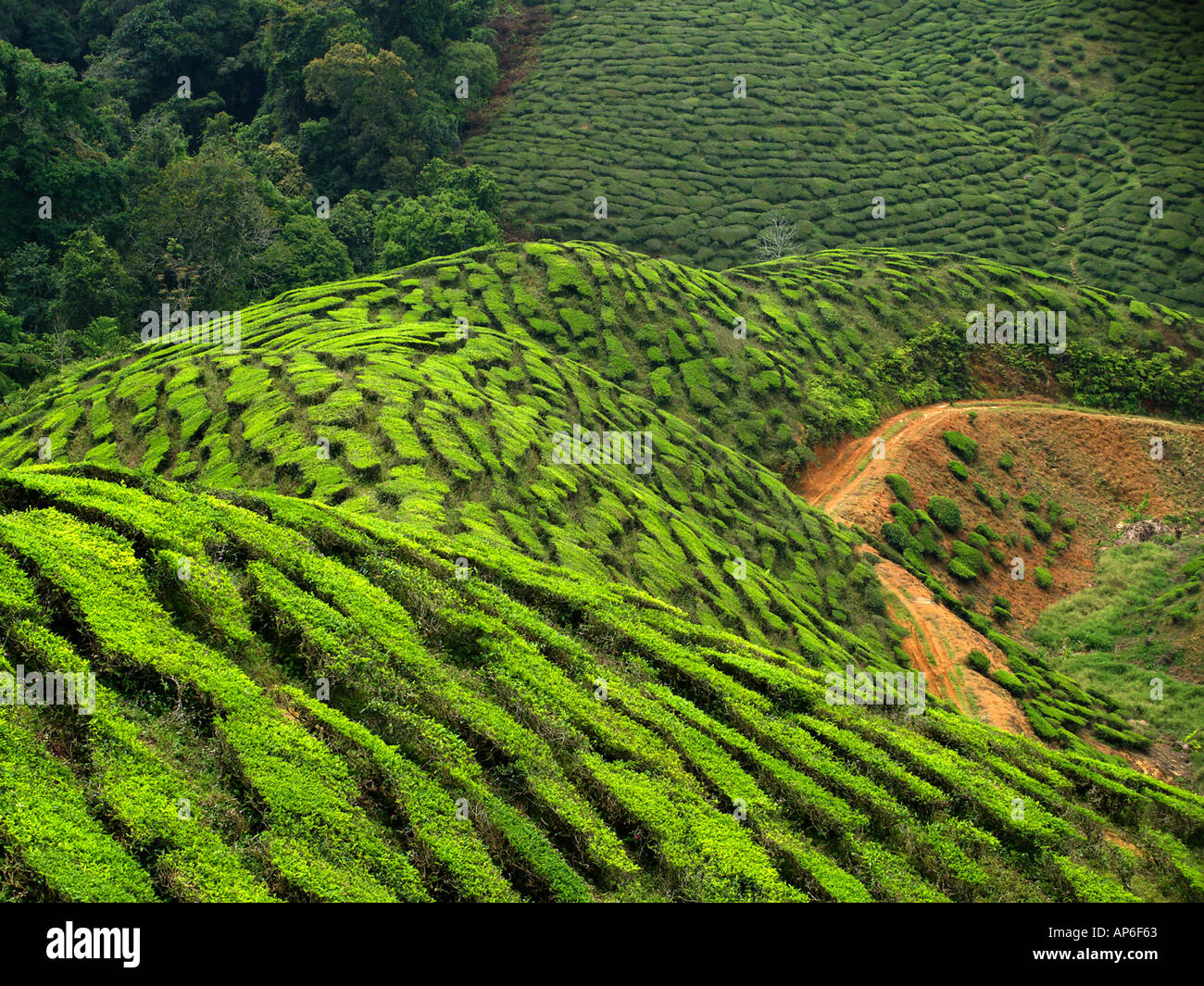 Cameron Highlands Malaysia Stock Photo - Alamy